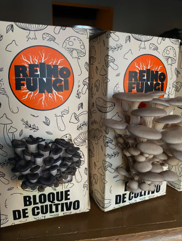 Cajitas de cultivo de Reino Fungi