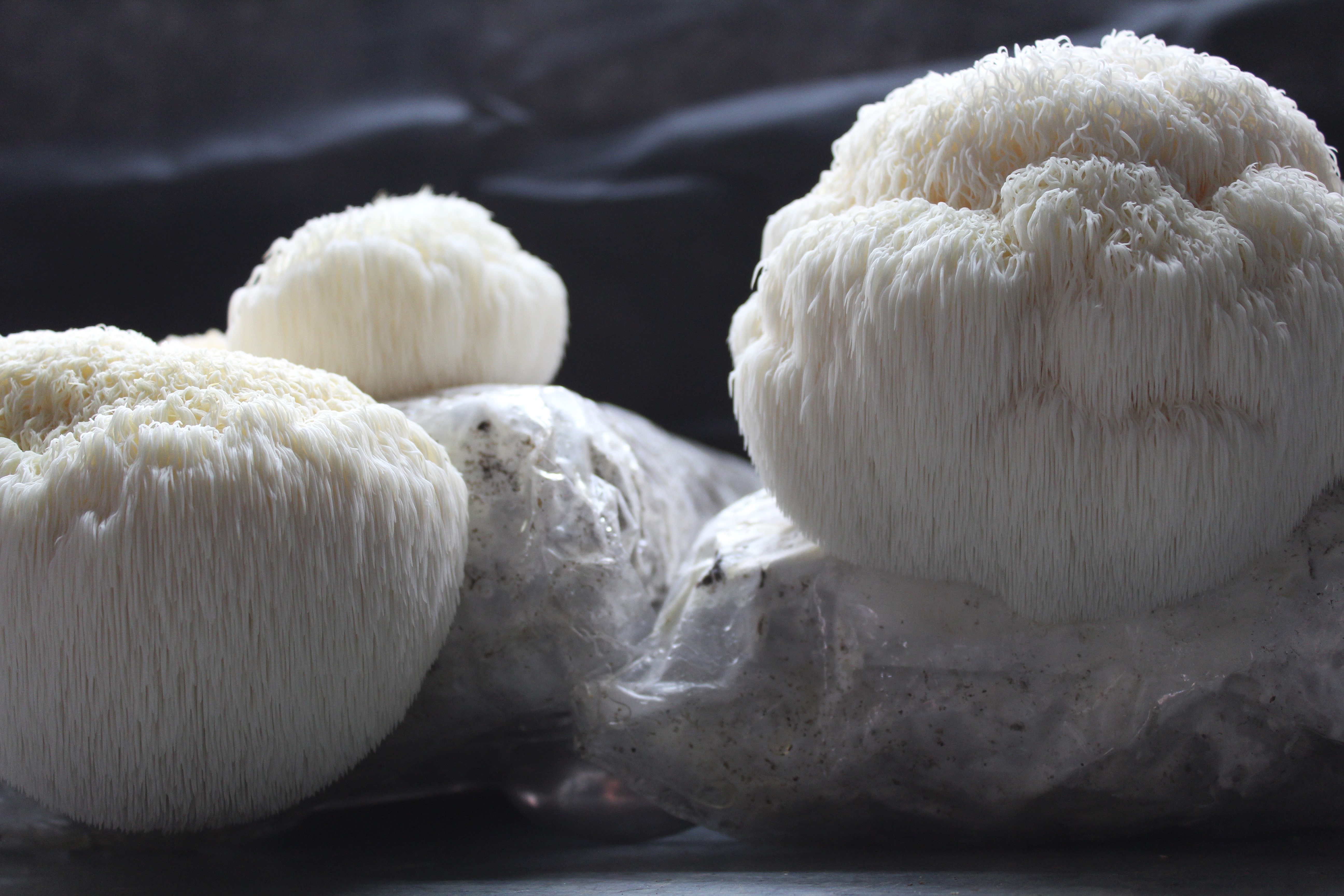 Melena de león cultivada por Reino Fungi