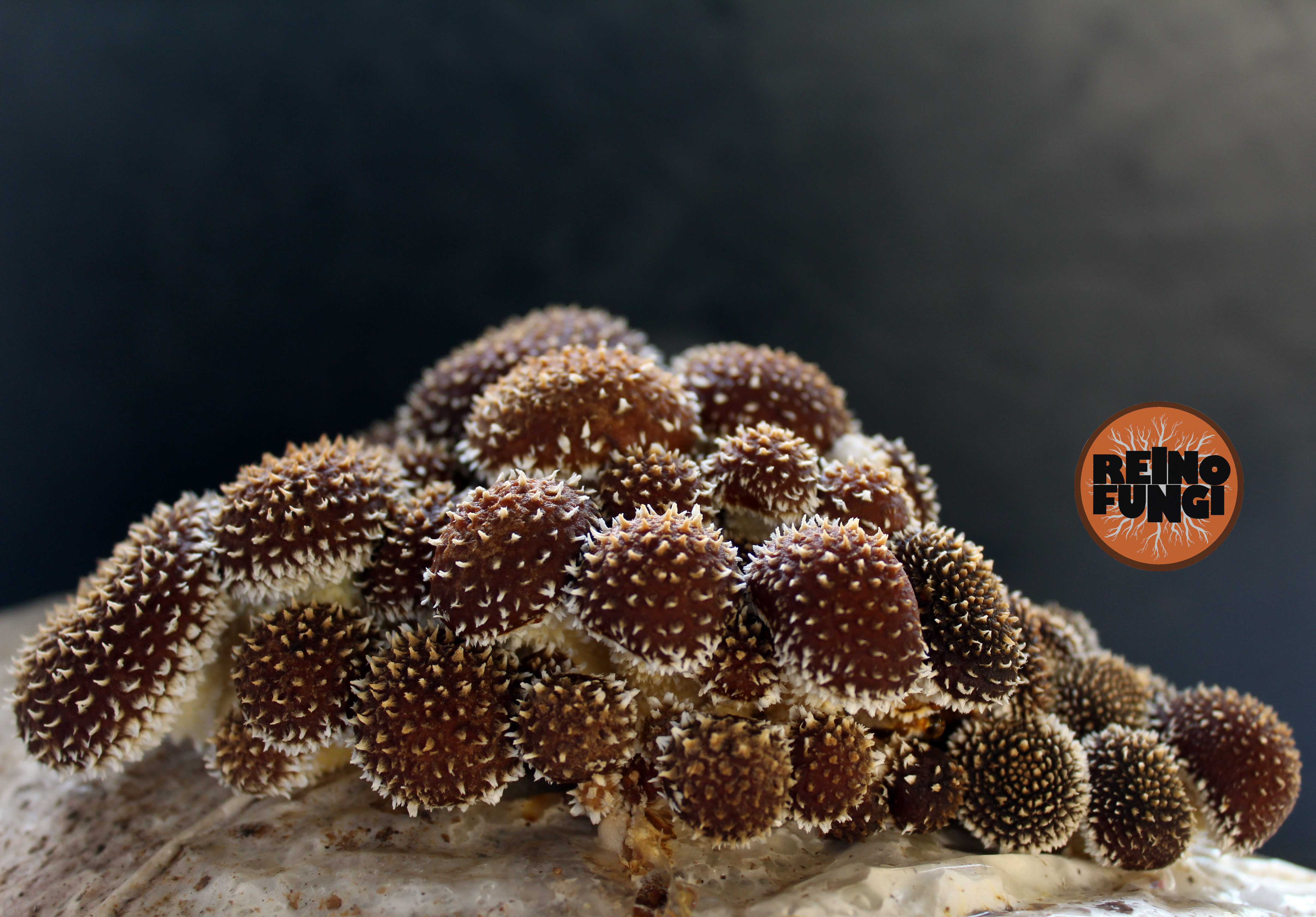 Shiitake cultivado por Reino Fungi